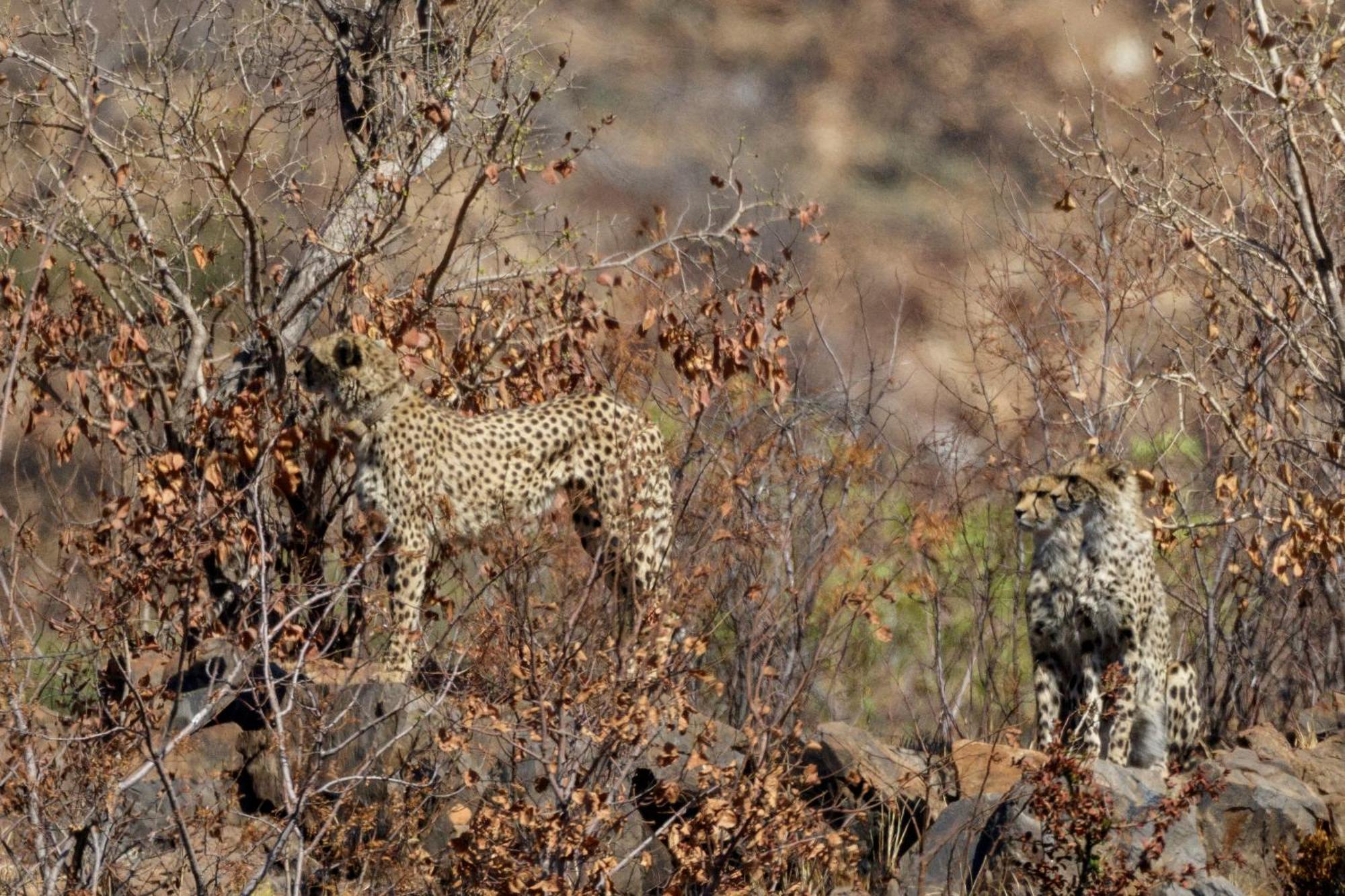 Pangolin Game Lodge - Self Catering, Incl 2 Game Drives Per Day Matlhagame Exterior photo